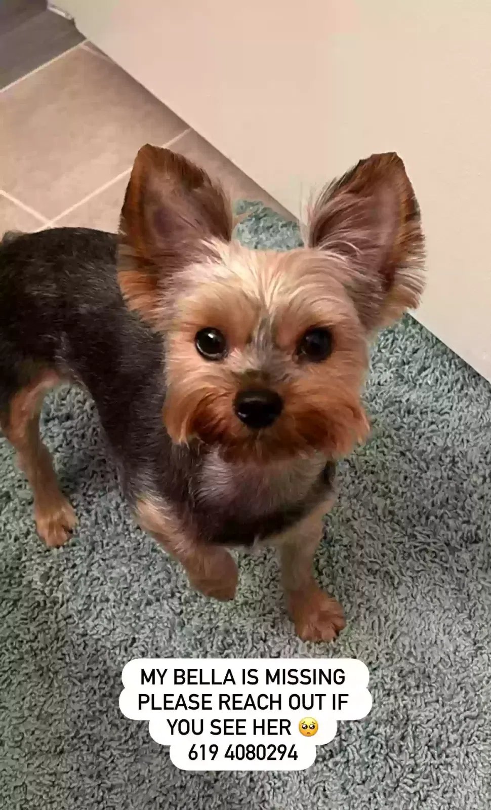 Lost dog in San Diego, CA, 92154