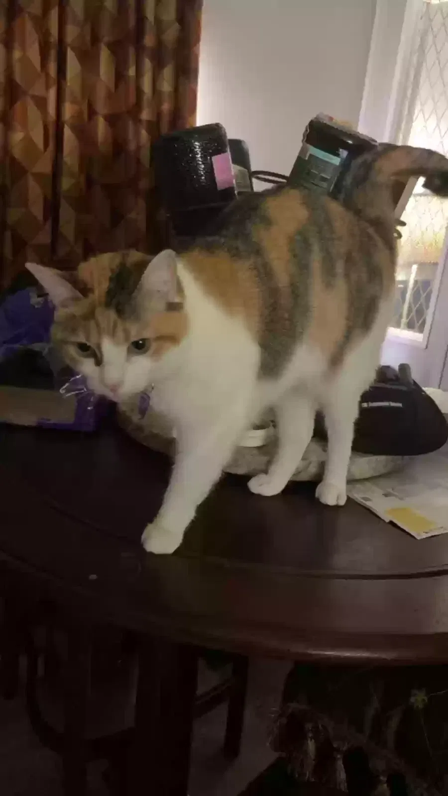 Lost cat in Baton Rouge, LA, 70816