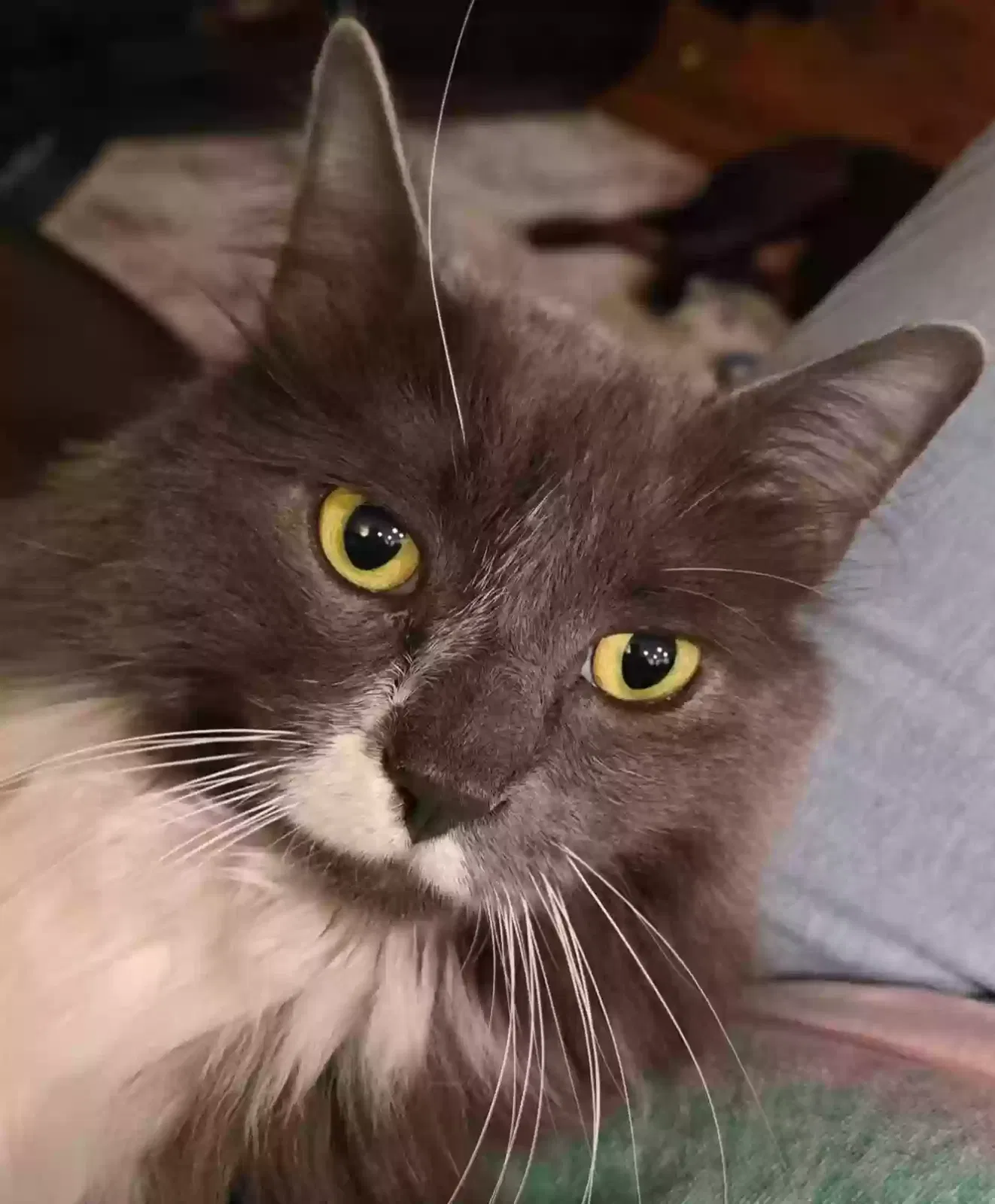 Lost cat in Stephens City, VA, 22655