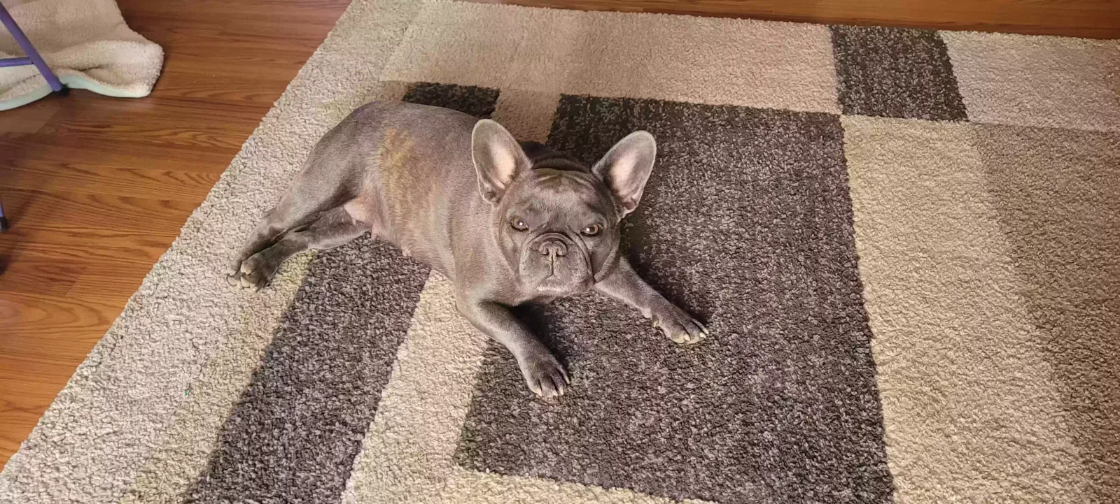 Lost dog in Phelan, CA, 92371