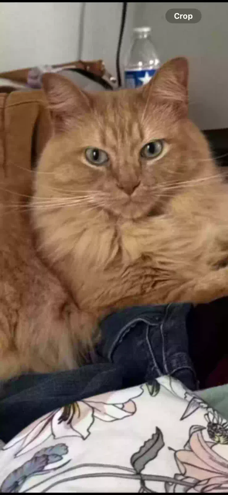 Lost cat in League City, TX, 77573