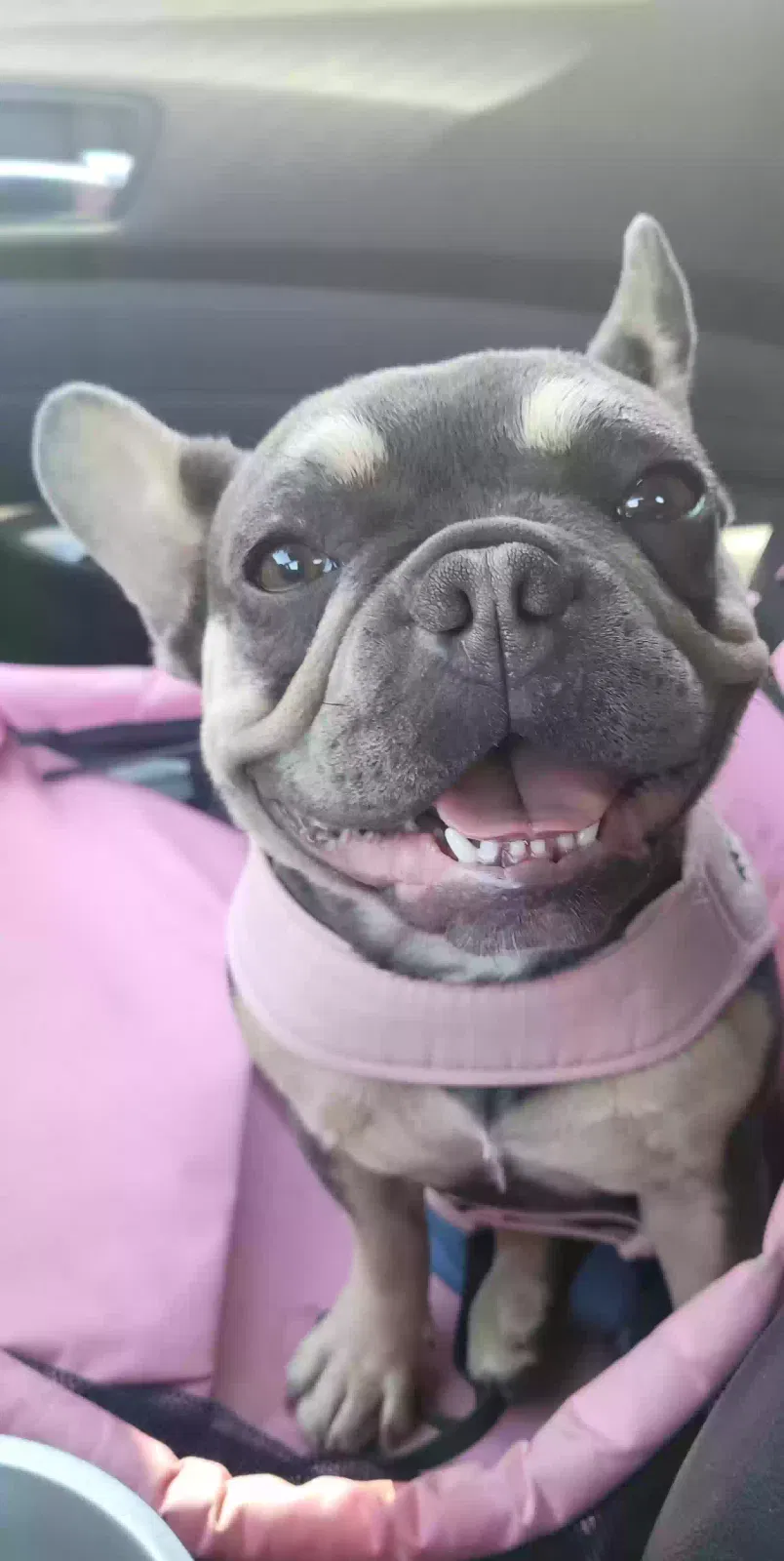 Lost dog in Phelan, CA, 92371