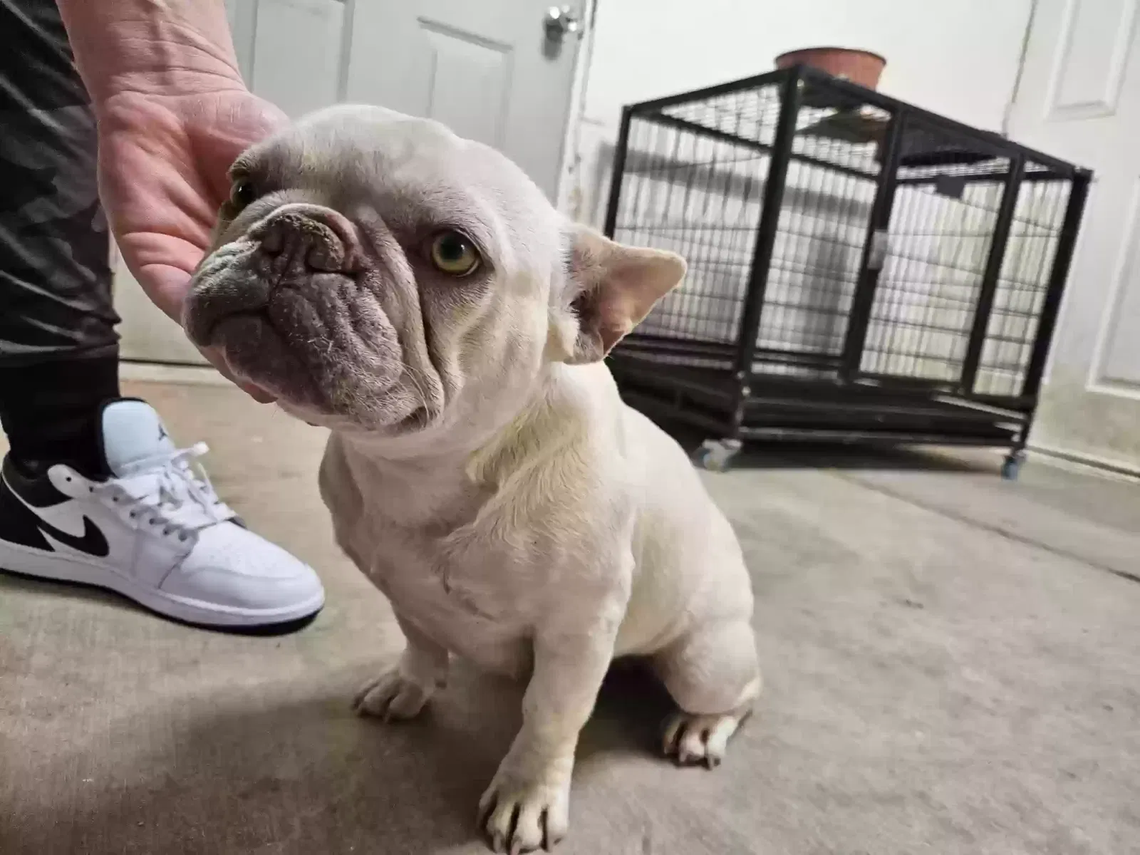 Lost dog in Phelan, CA, 92371
