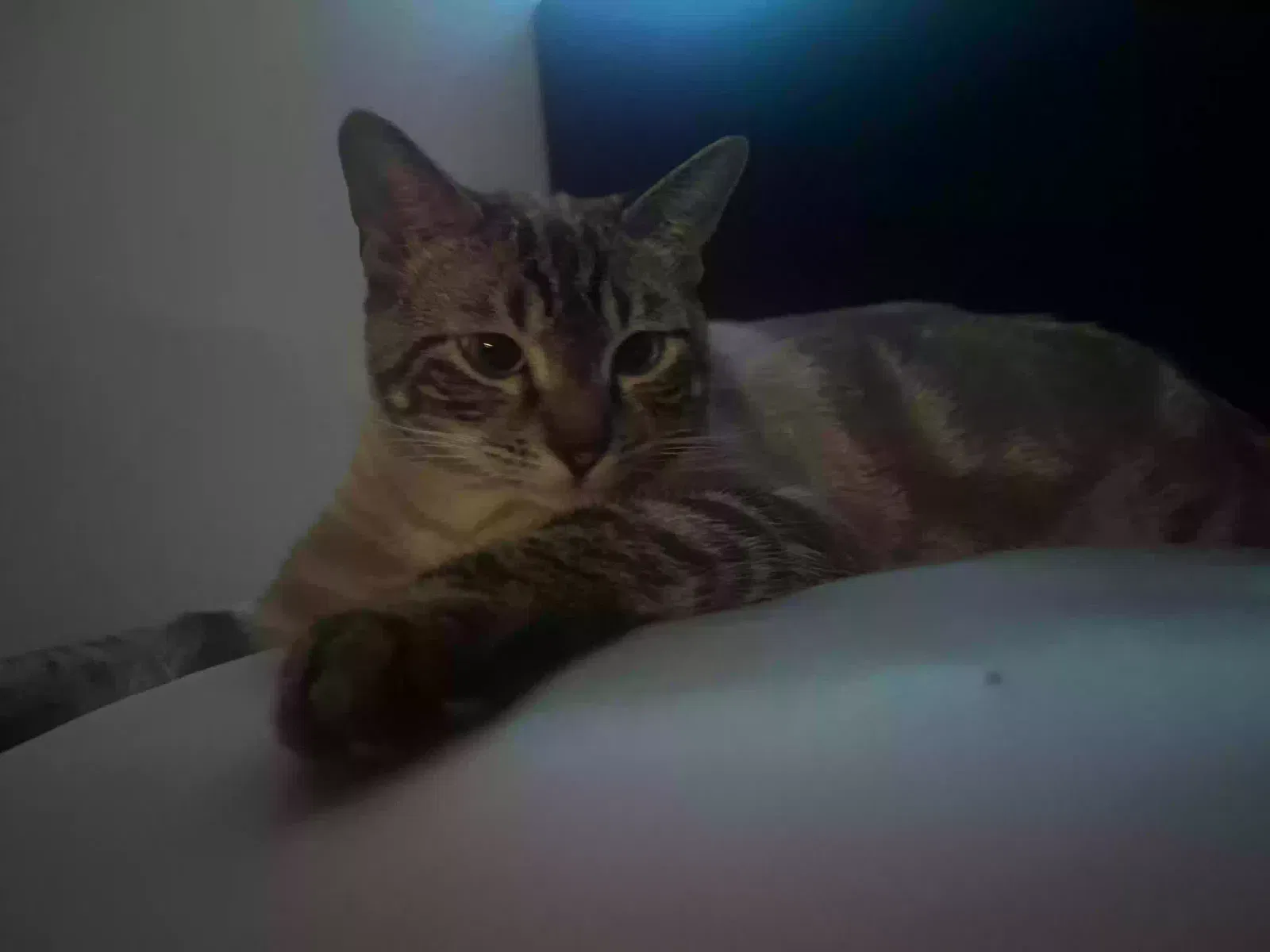 Lost cat in San Antonio, TX, 78211