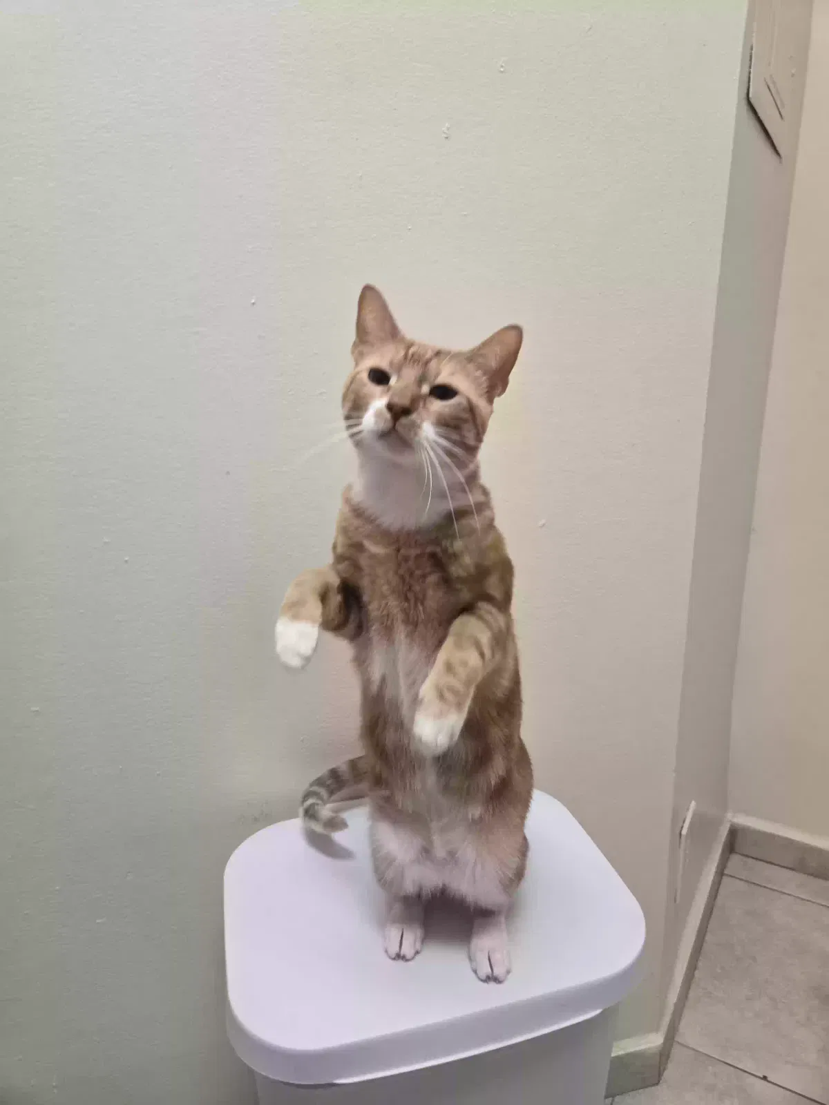 Lost cat in Pompano Beach, FL, 33064