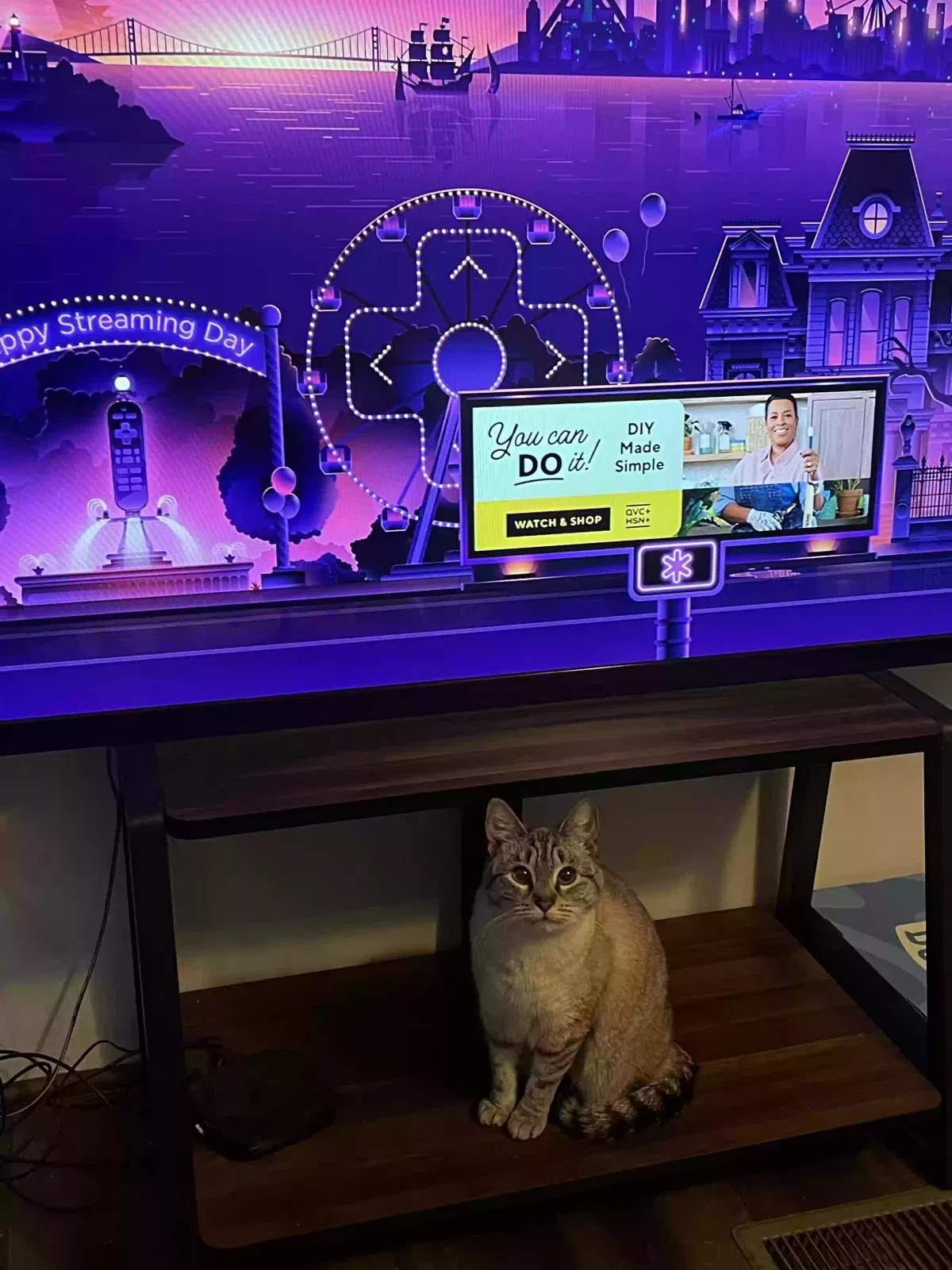 Lost cat in Trinity, NC, 27370