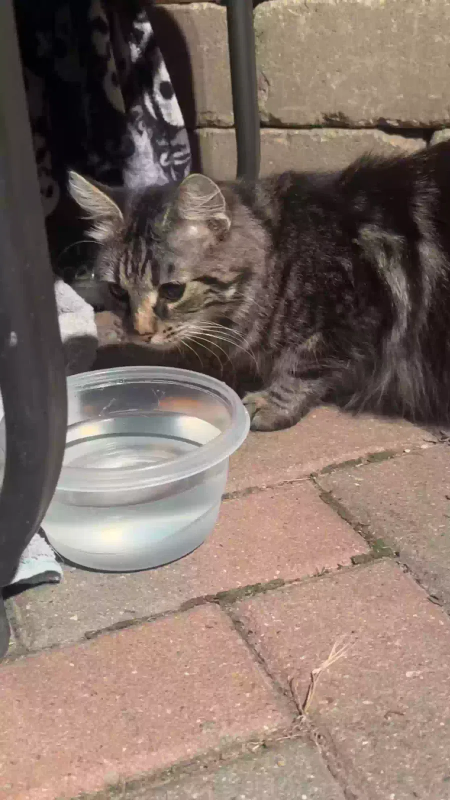 Found cat in Joliet, IL, 60436