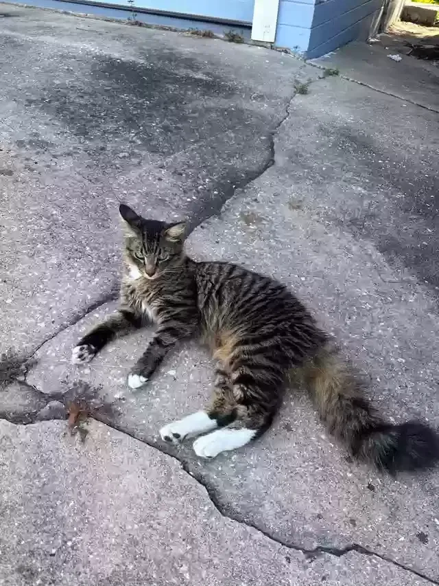 Lost cat in Daytona Beach, FL, 32118