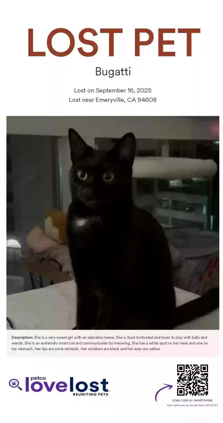 Lost cat in Sunnyvale, CA, 94086