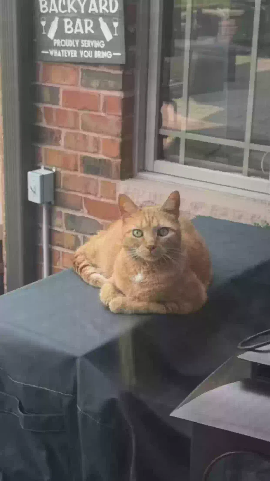 Lost cat in Frankfort, IL, 60423