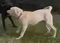 Lost dog in Dallas, TX, 75227