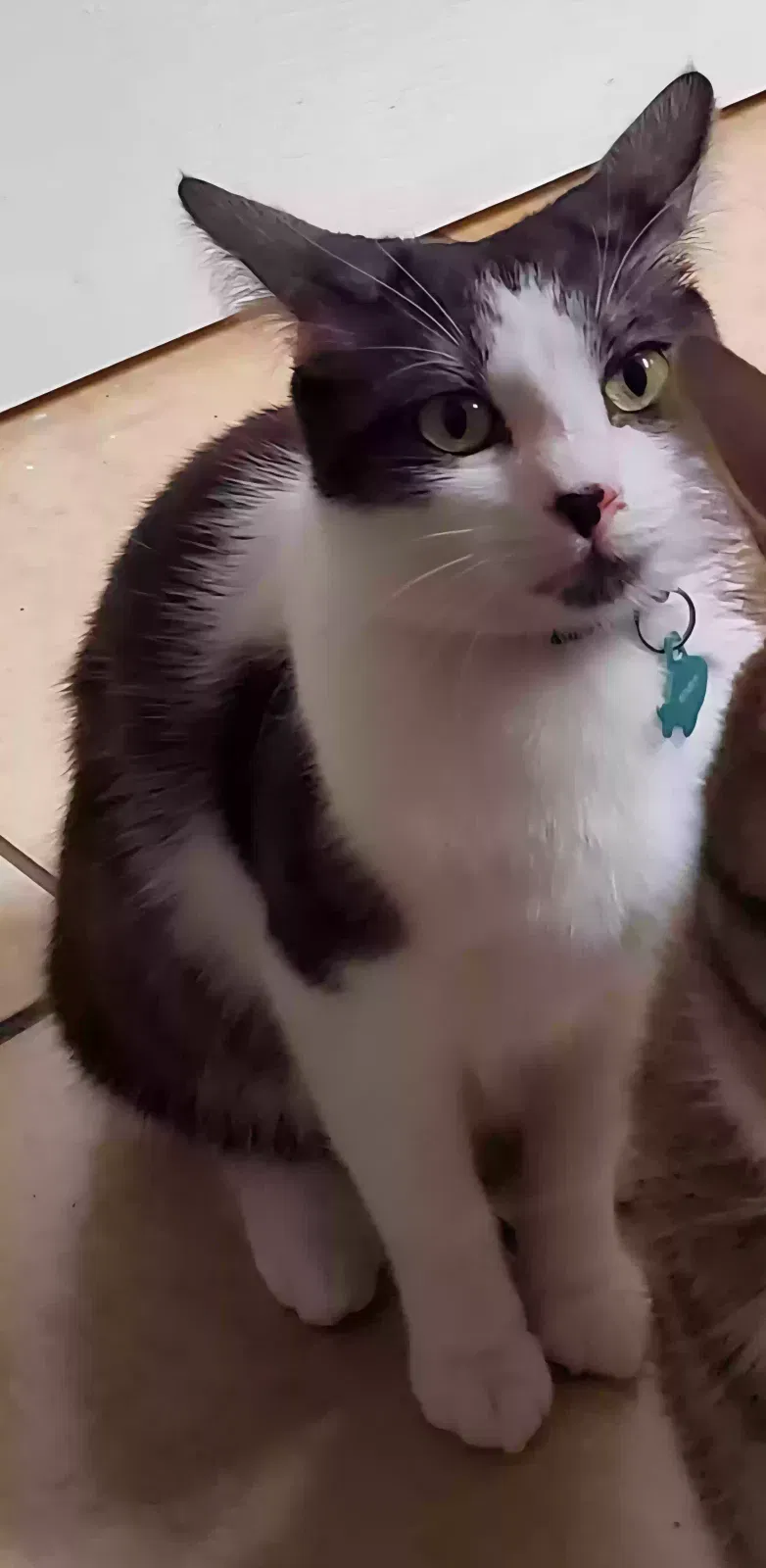 Lost cat in Cedar Park, TX, 78613