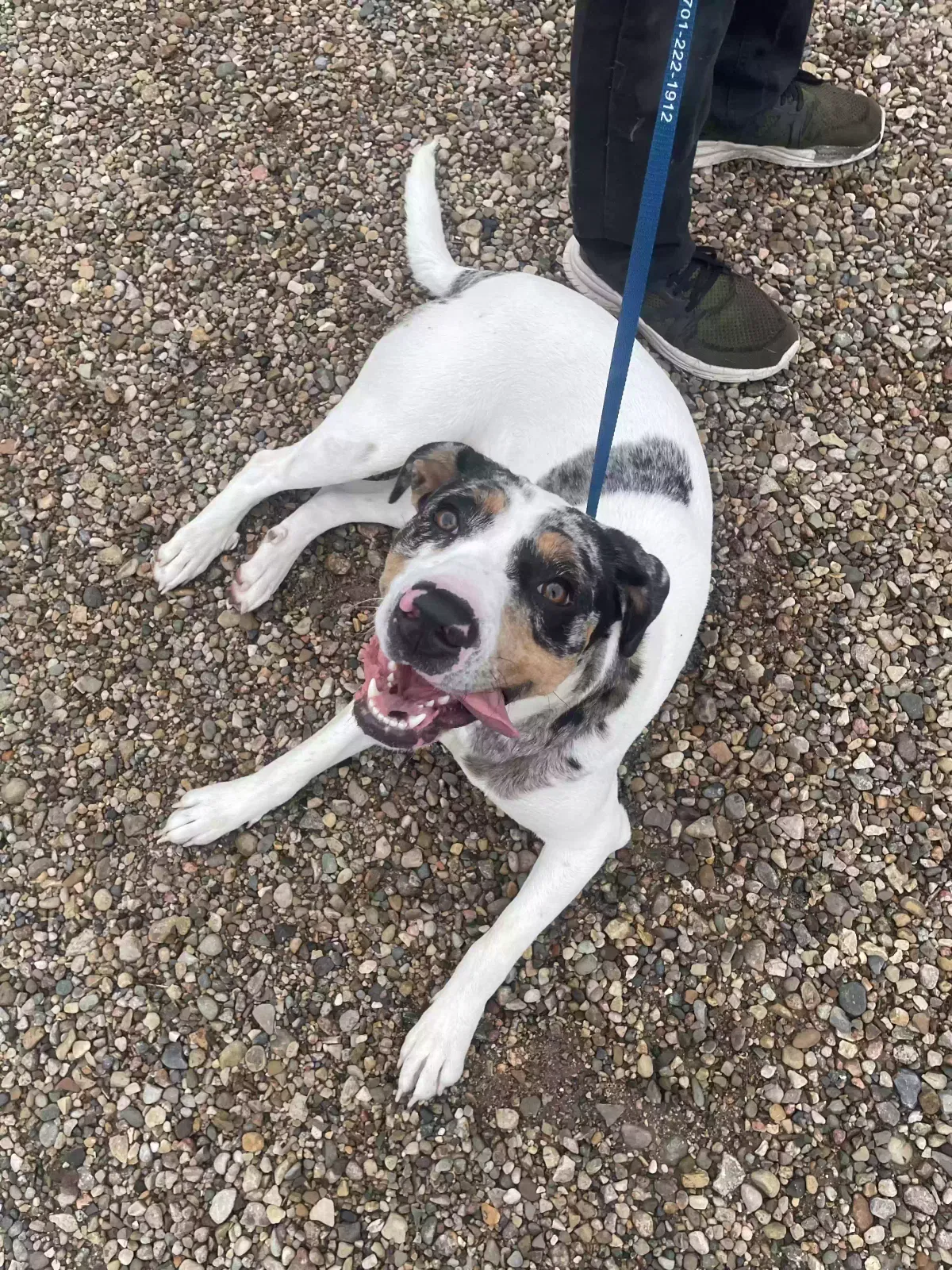 Found dog in Mandan, ND, 58554
