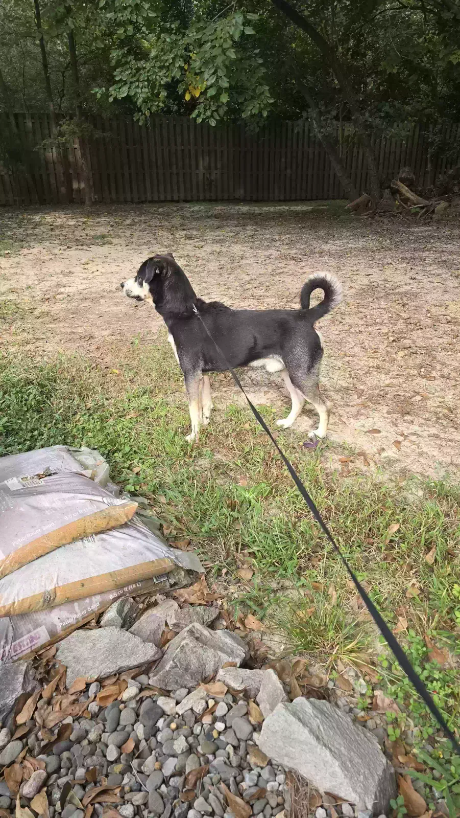 Found dog in Apex, NC, 27523
