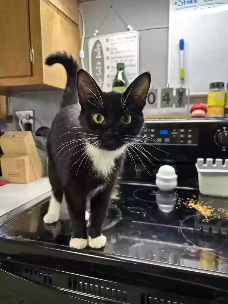 Lost cat in Athens, OH, 45701