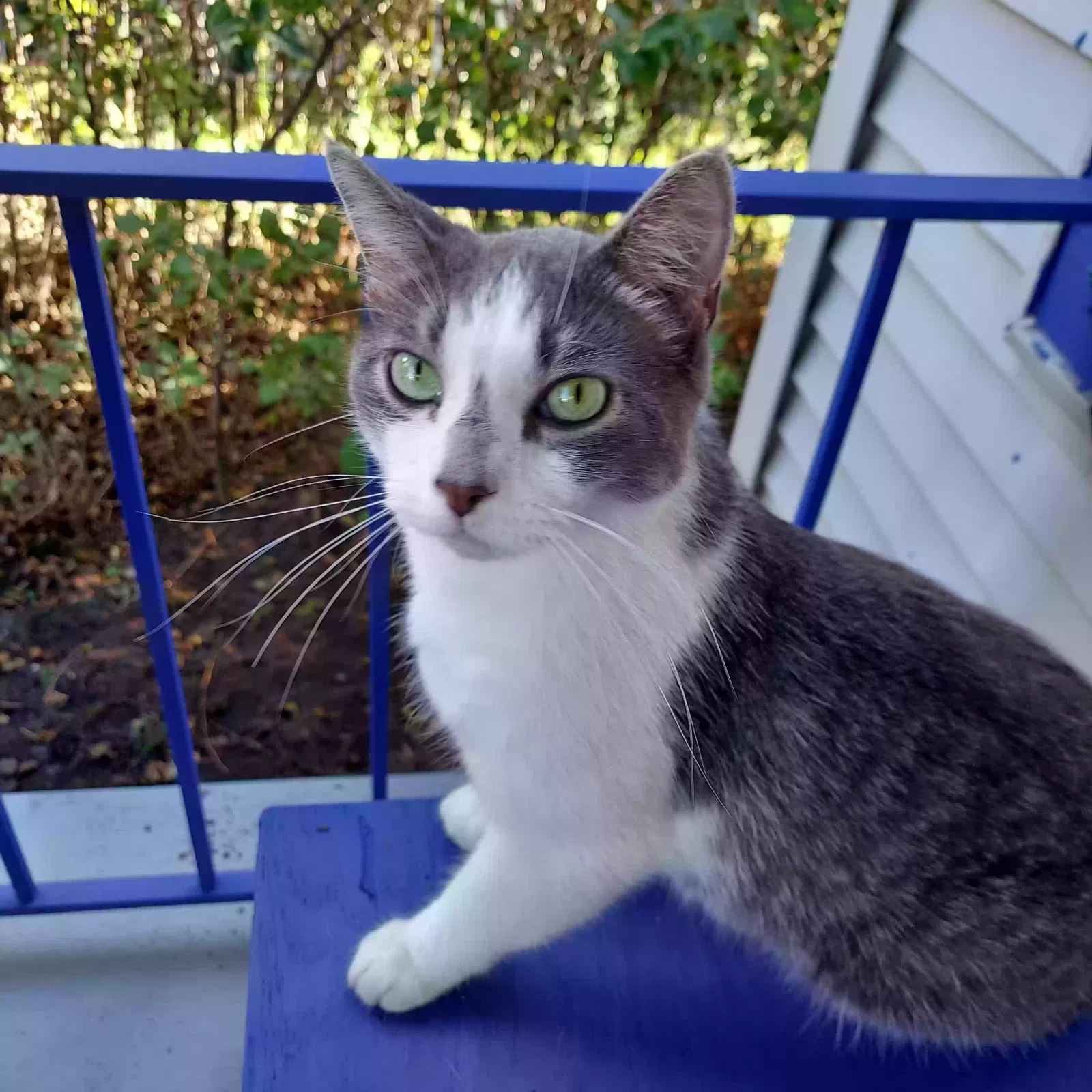 Found cat in Saint Cloud, MN, 56303