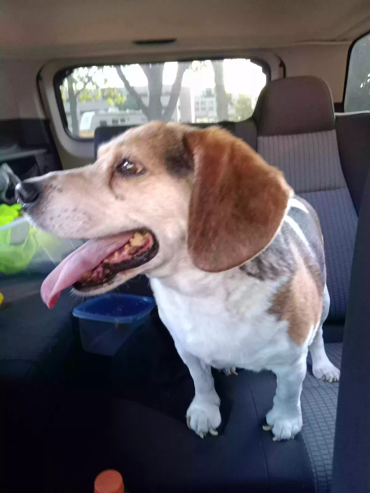 Found dog in Battle Creek, MI, 49017