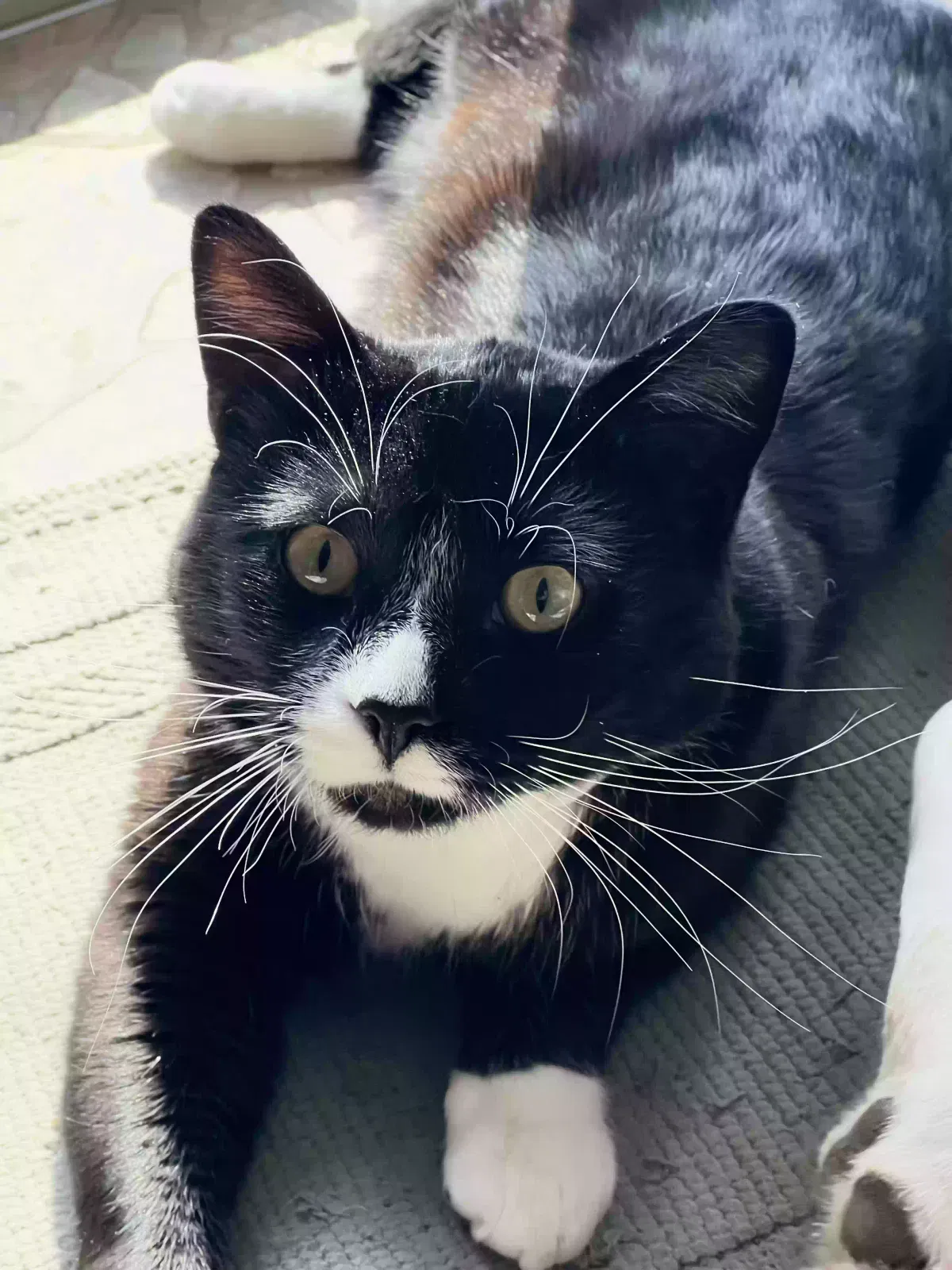 Lost cat in Presque Isle, WI, 54557