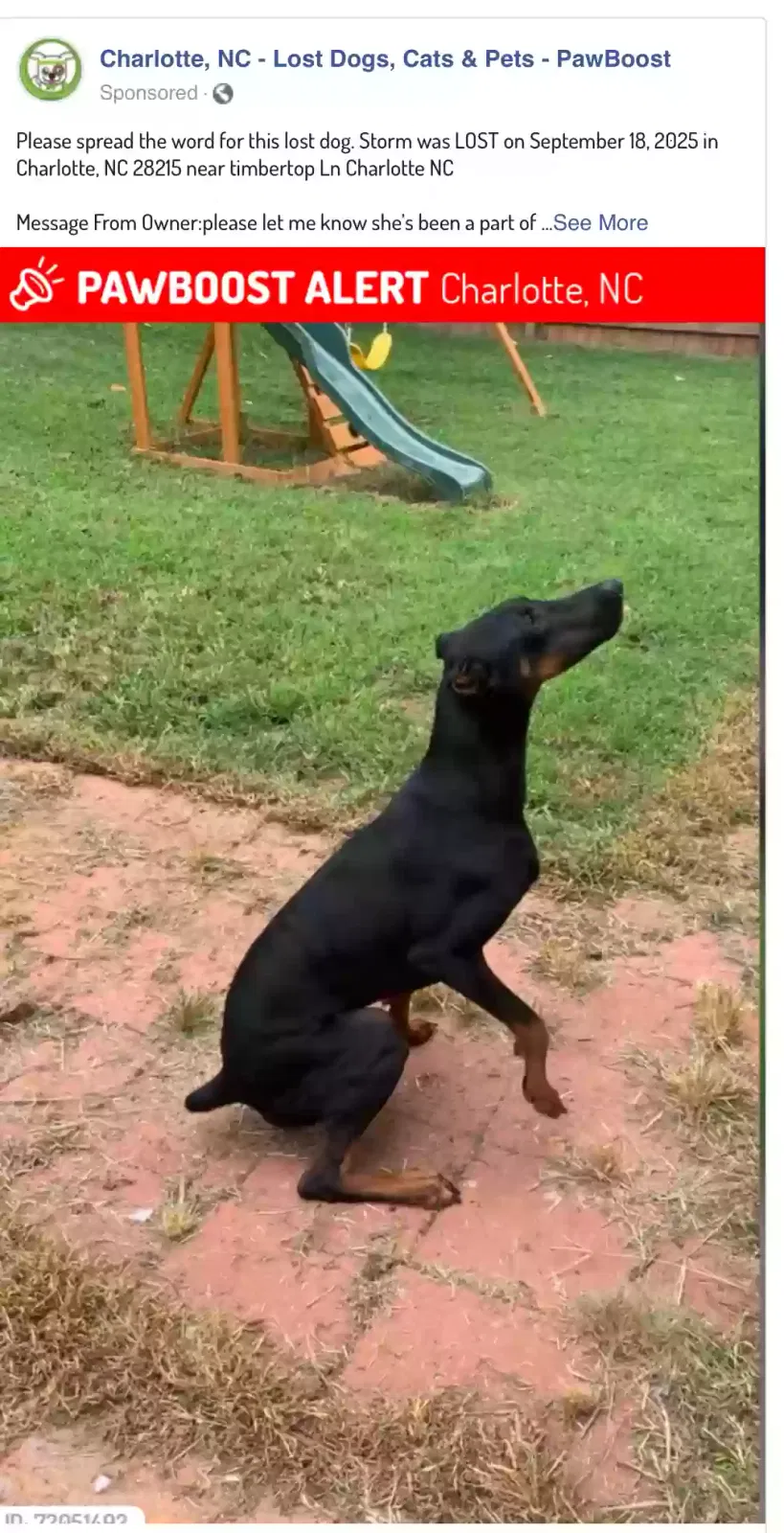 Lost dog in Charlotte, NC, 28215