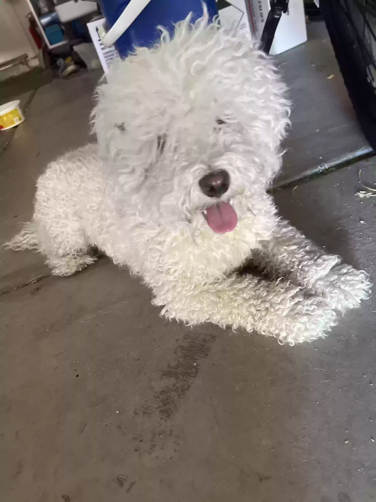 Found dog in North Las Vegas, NV, 89032
