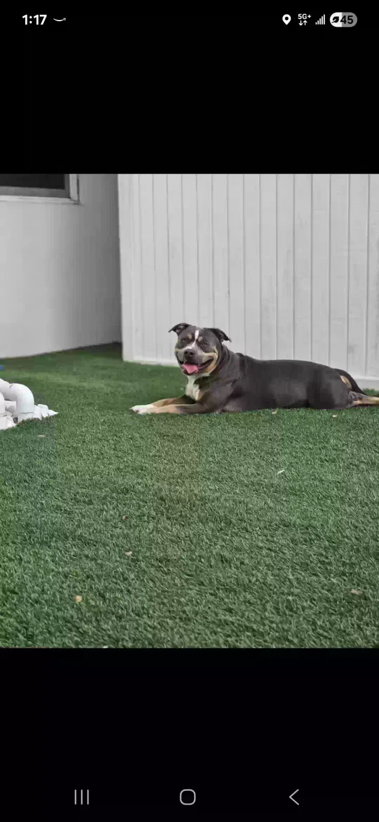 Lost dog in Fort Lauderdale, FL, 33301