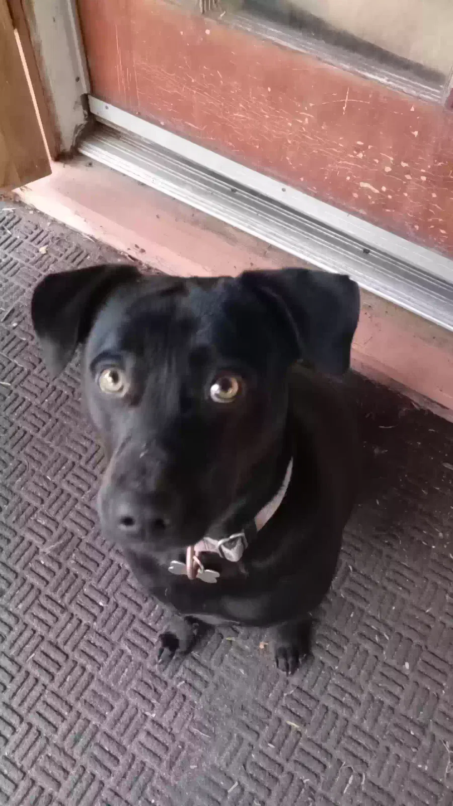 Lost dog in Hayward, CA, 94545