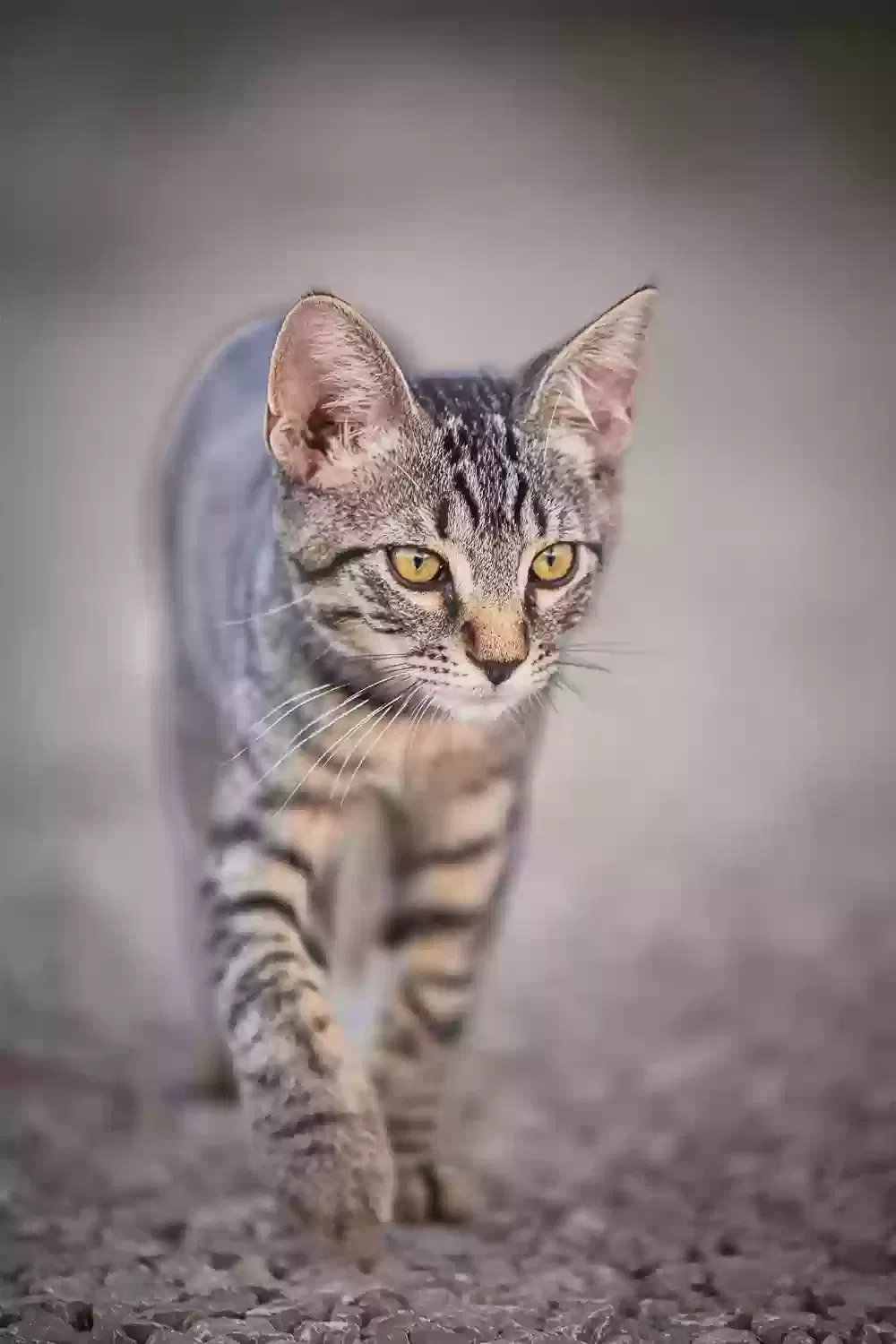 Lost cat in El Paso, TX, 79938