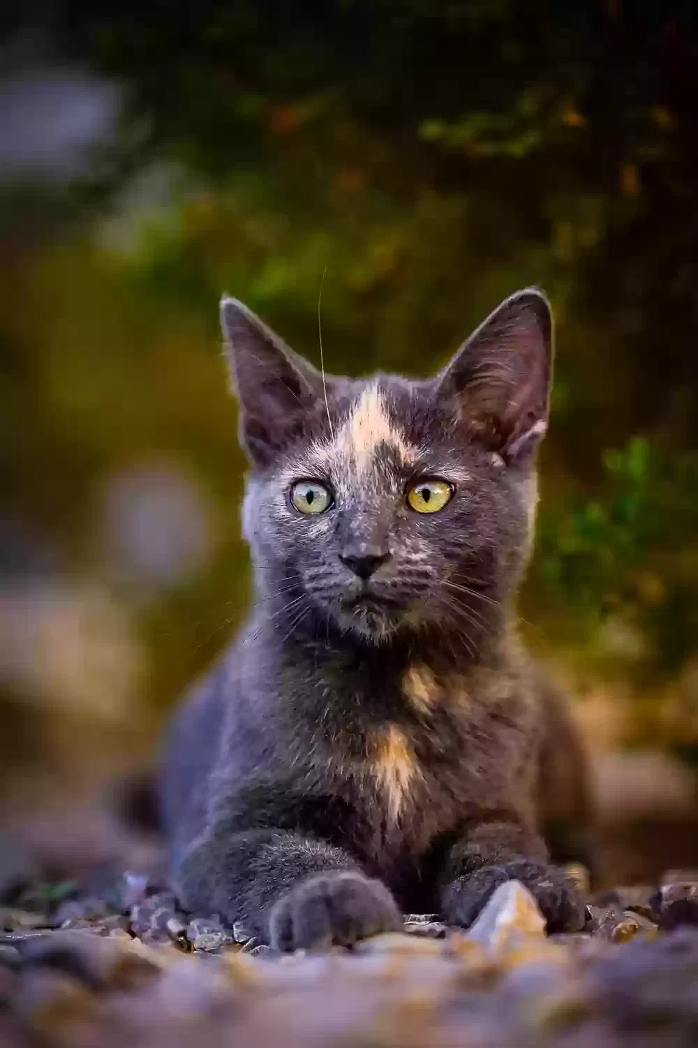 Lost cat in El Paso, TX, 79938