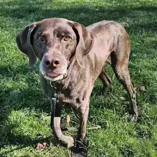 Lost dog in Winston Salem, NC, 27106