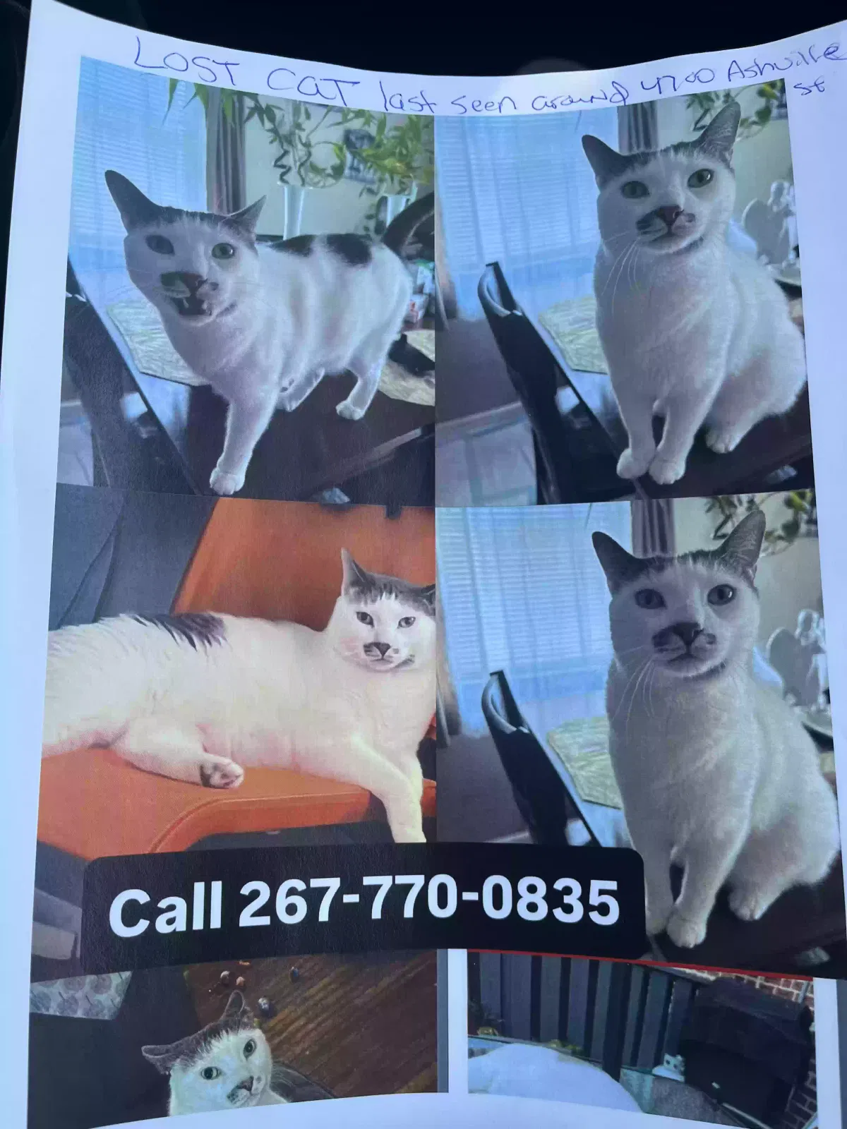 Lost cat in Philadelphia, PA, 19136
