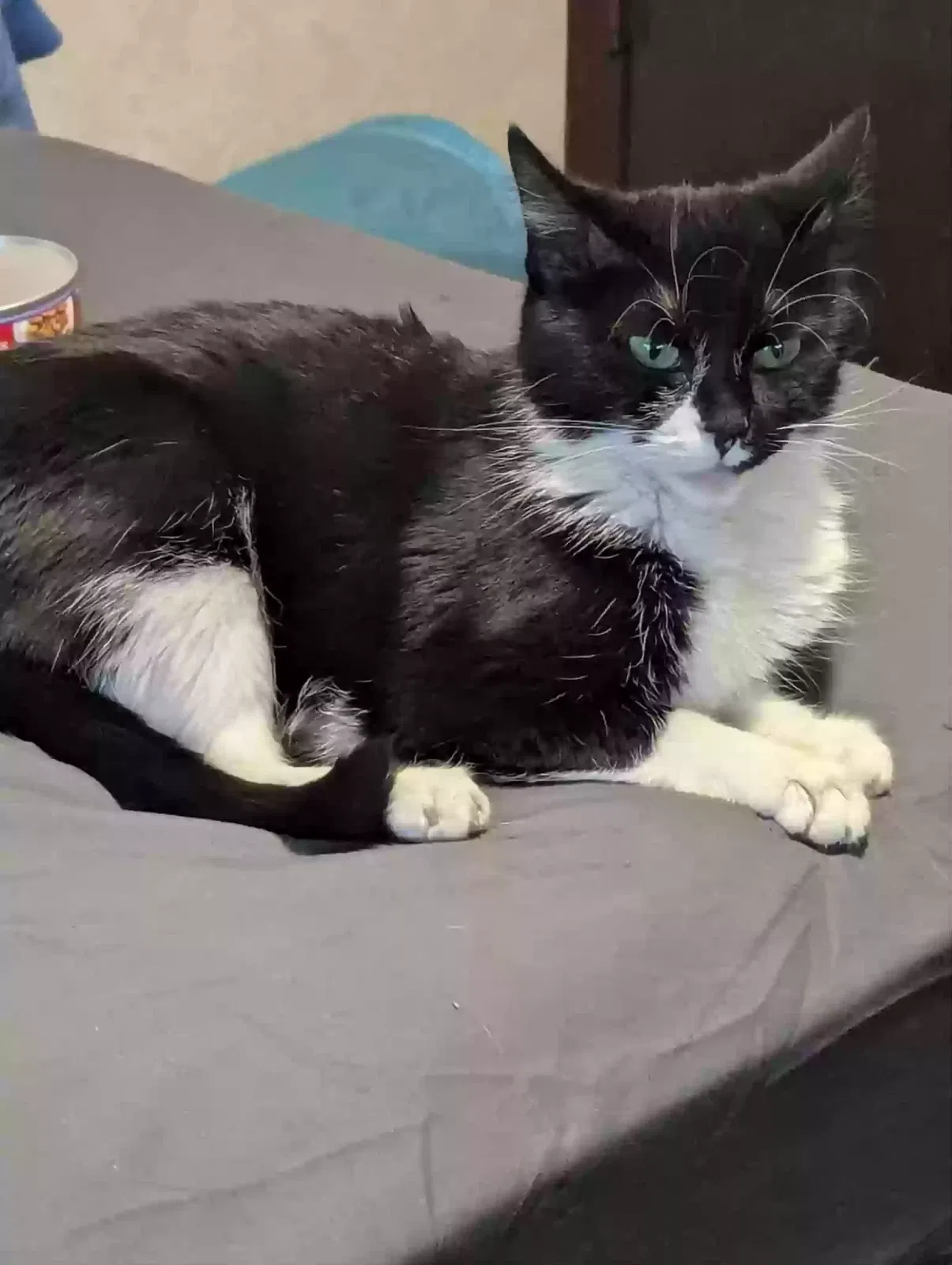 Lost cat in Dayton, OH, 45420