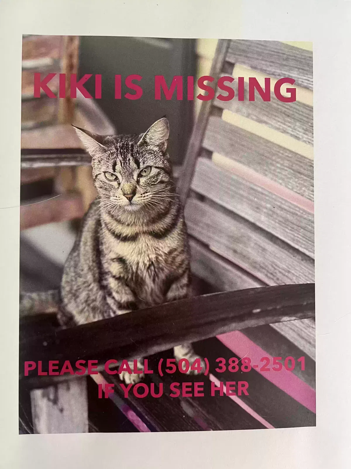 Lost cat in New Orleans, LA, 70116