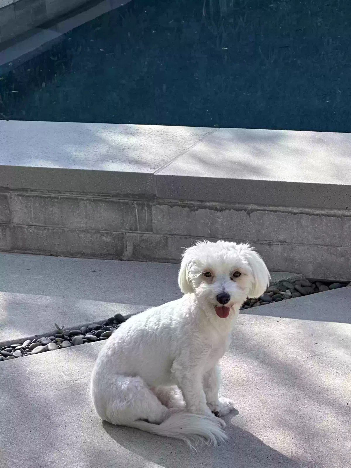 Lost dog in Sunland, CA, 91040