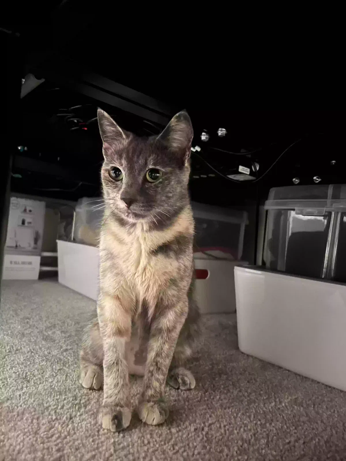 Lost cat in Pearland, TX, 77581