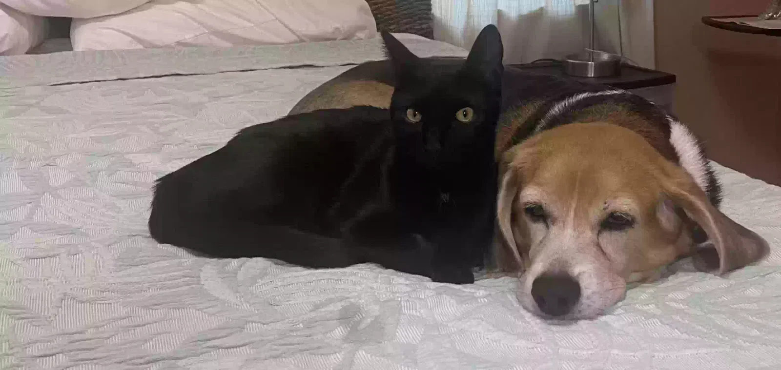 Lost cat in Port Saint Lucie, FL, 34952