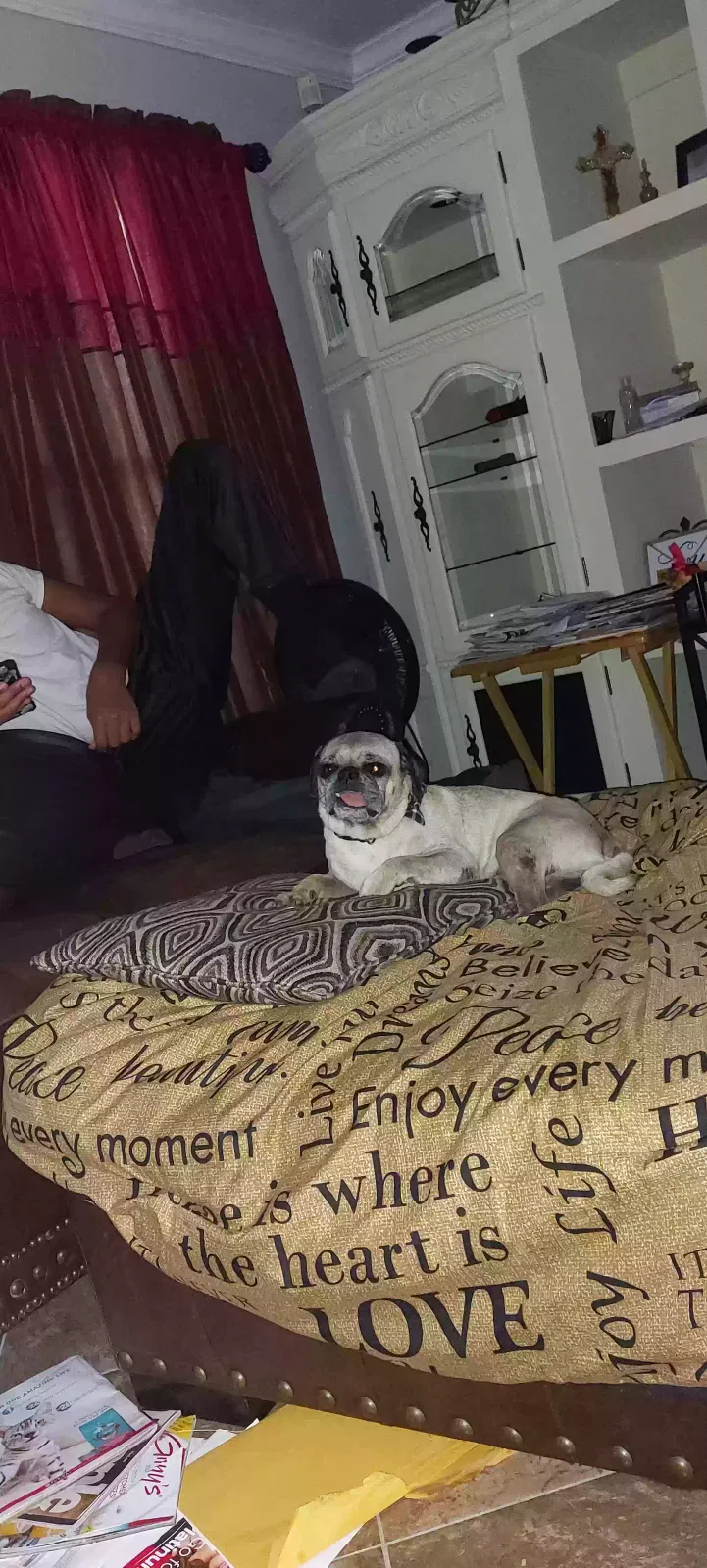 Lost dog in Houston, TX, 77039