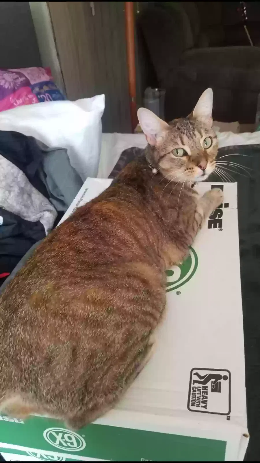 Lost cat in Marengo, IL, 60152