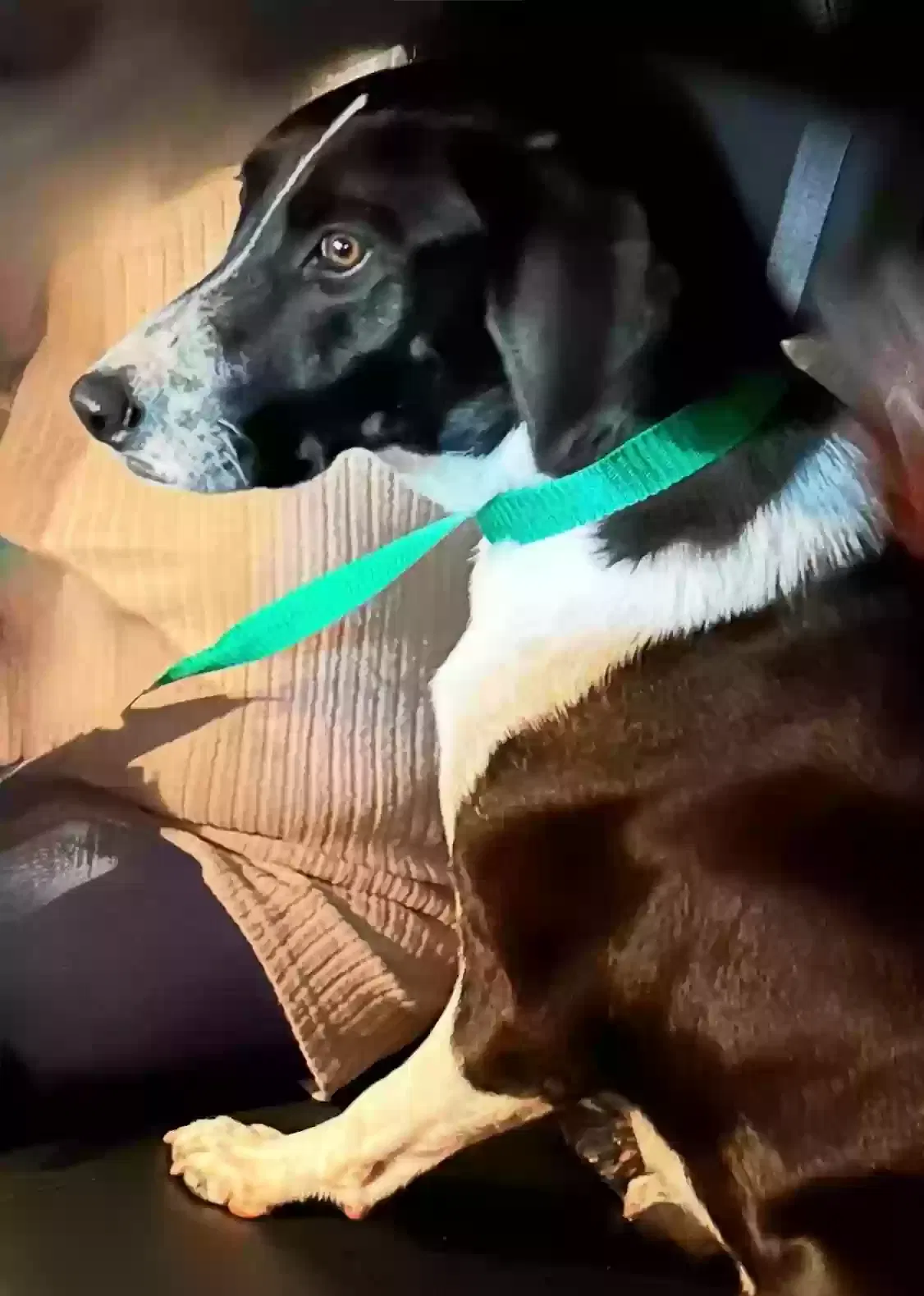Lost dog in Milford, PA, 18337
