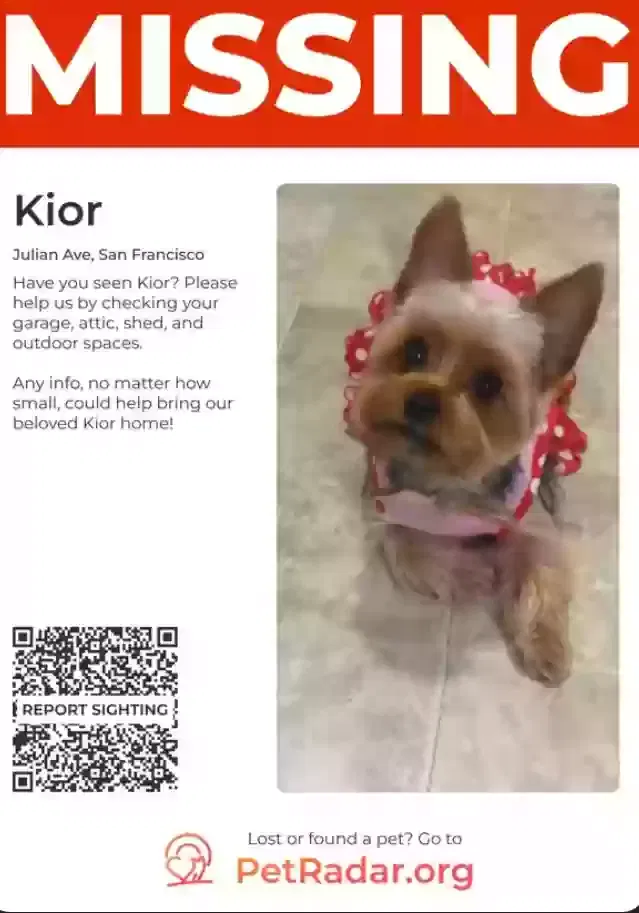 Lost dog in San Francisco, CA, 94103