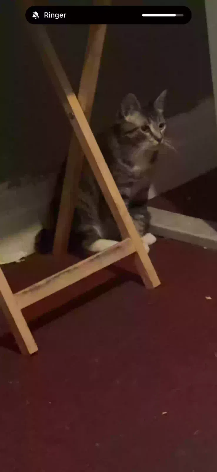Lost cat in Los Angeles, CA, 90006