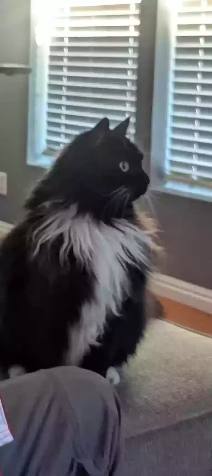 Lost cat in Salt Lake City, UT, 84123