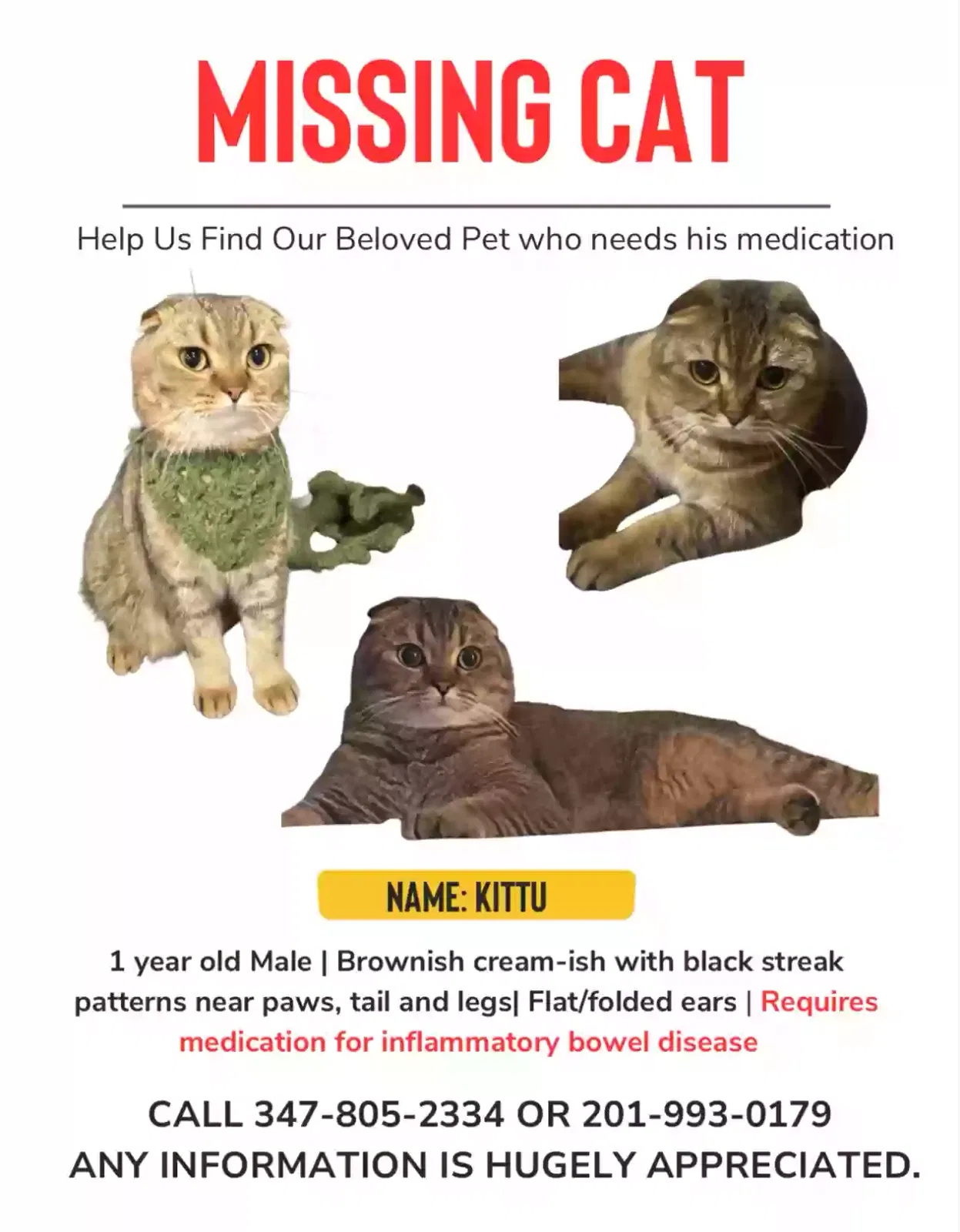 Lost cat in Bronx, NY, 10469