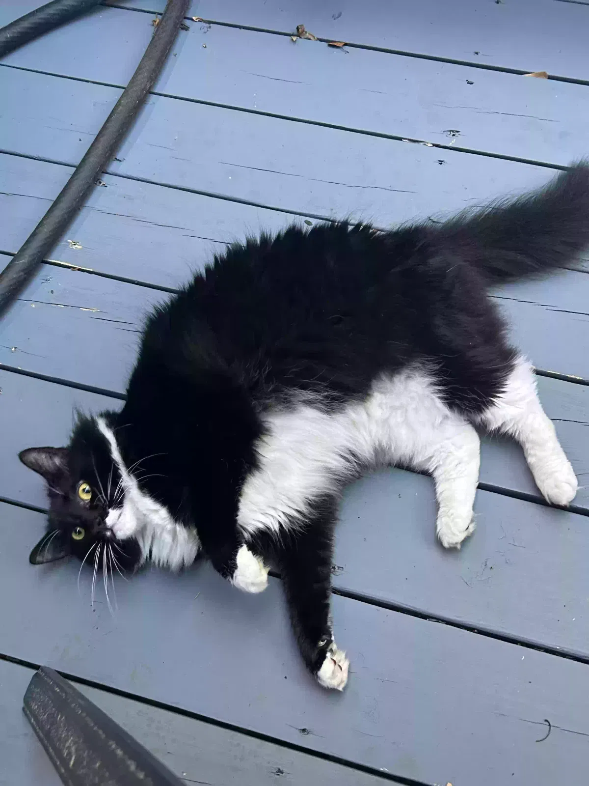 Lost cat in Mauldin, SC, 29662