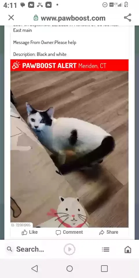 Lost cat in Meriden, CT, 6450