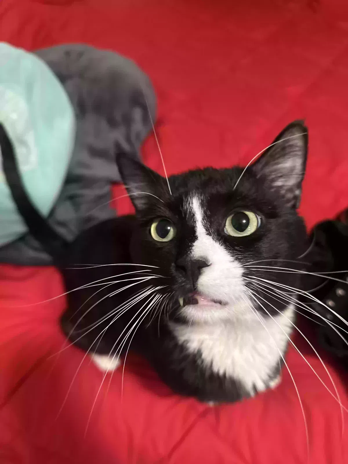 Lost cat in Hawaiian Gardens, CA, 90716