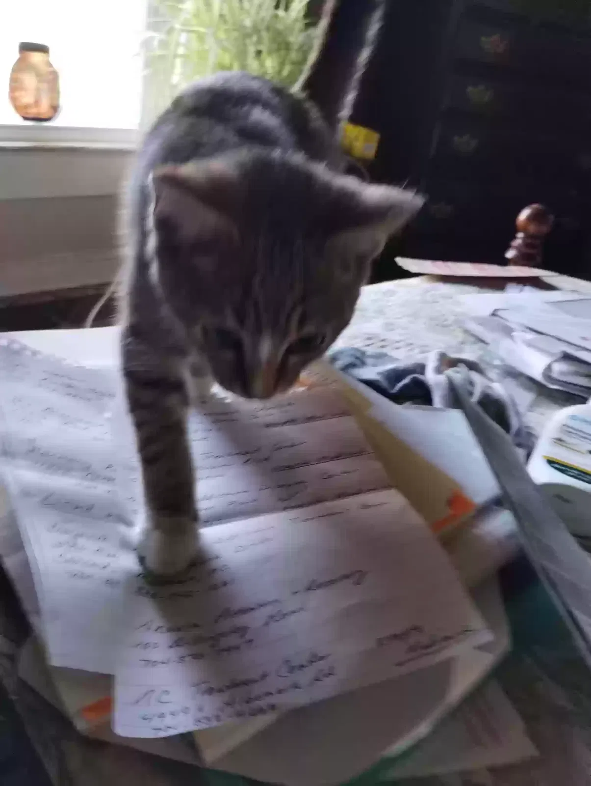 Found cat in Kannapolis, NC, 28081