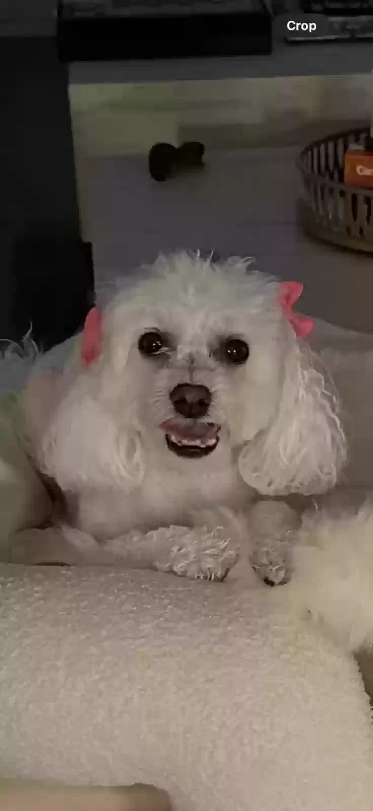 Lost dog in Newport News, VA, 23601