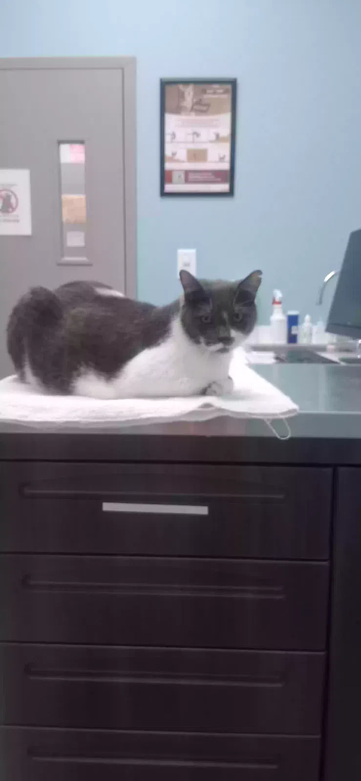 Lost cat in Acworth, GA, 30101