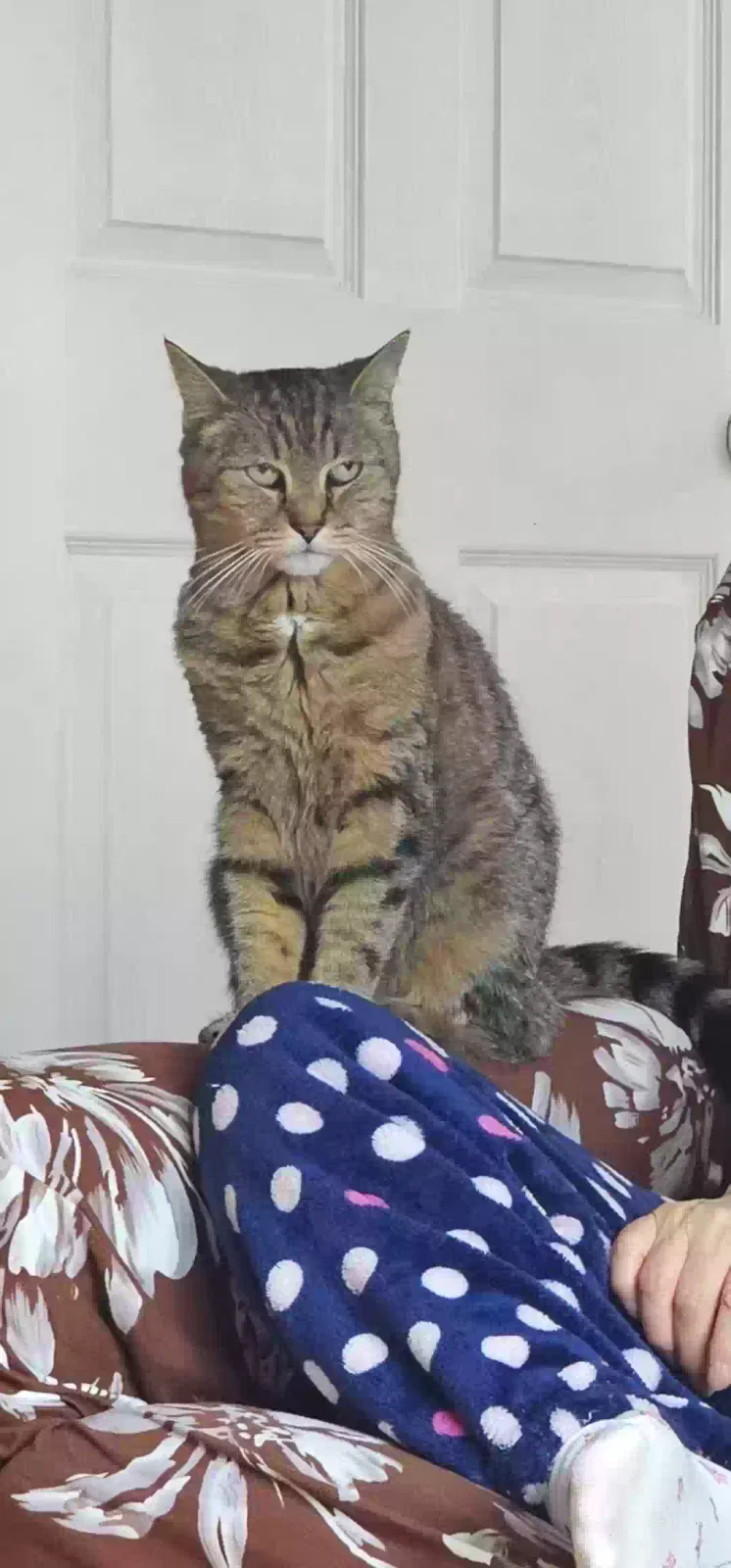 Lost cat in Ridgefield, NJ, 7657