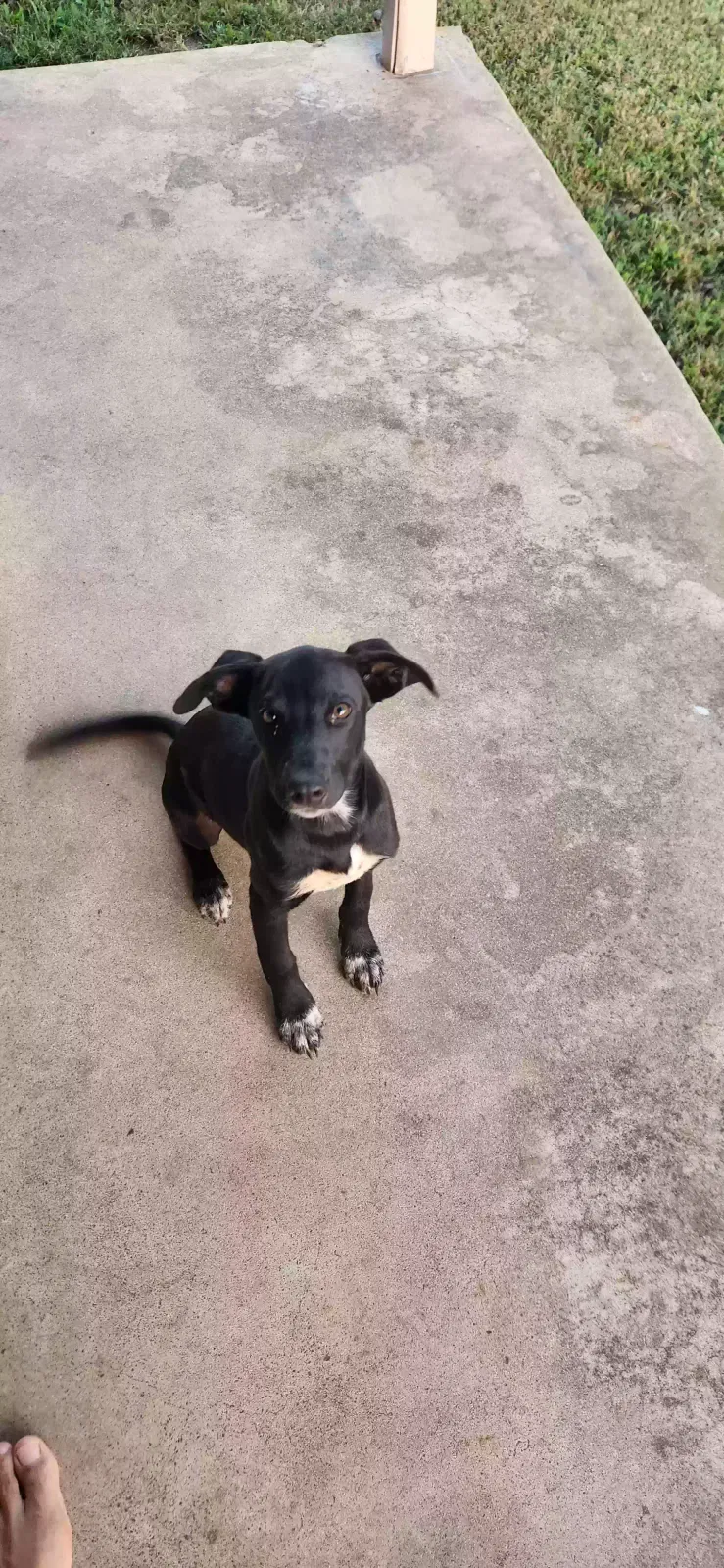 Found dog in Mannsville, OK, 73447